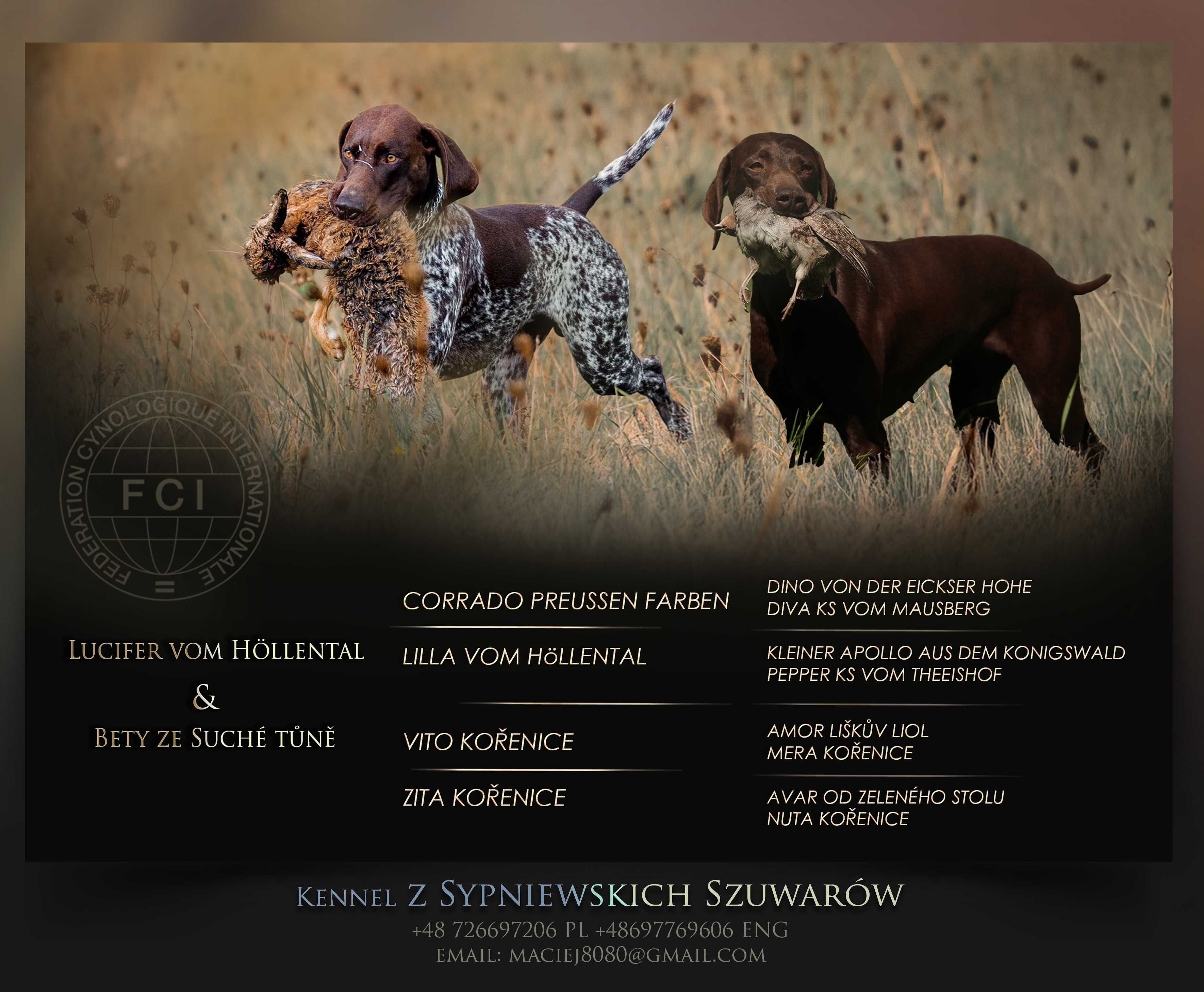 Wyżeł niemiecki krótkowłosy ZKwP/FCI