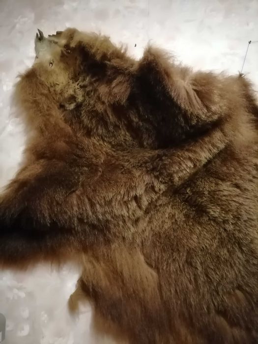 Шкіра бурого ведмедя