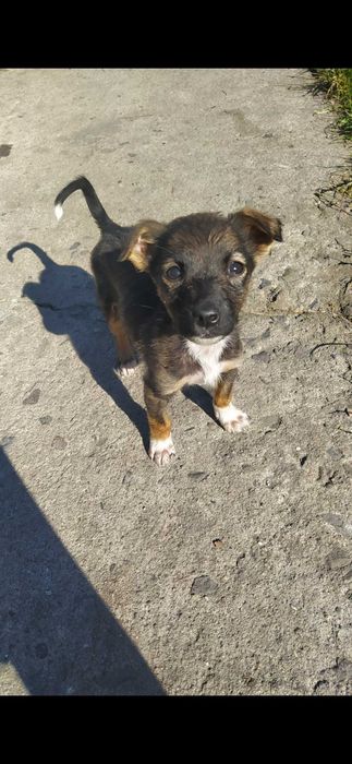 Безкоштовно собачка