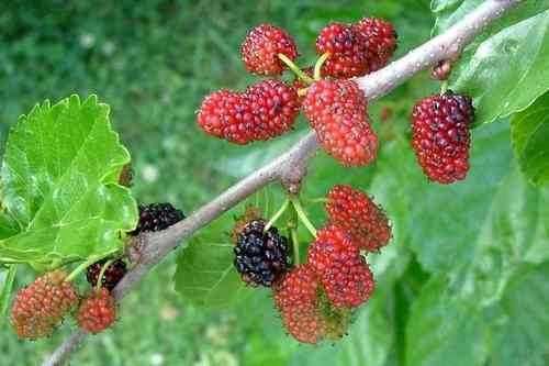 P9 Morwa Czarna Lecznicza Hurt-Detal