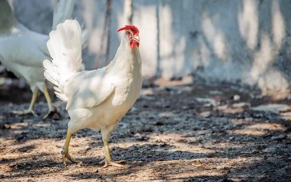 Kury nioski Leghorn Sendi z jajkiem Torzym