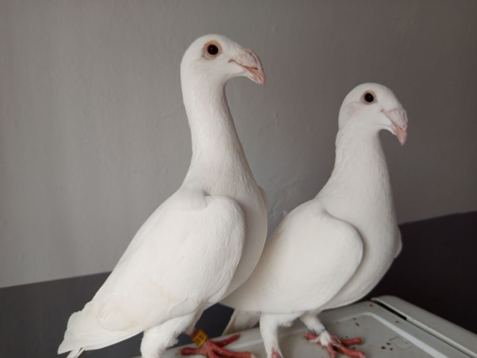 Rzeszowskie wystawowe