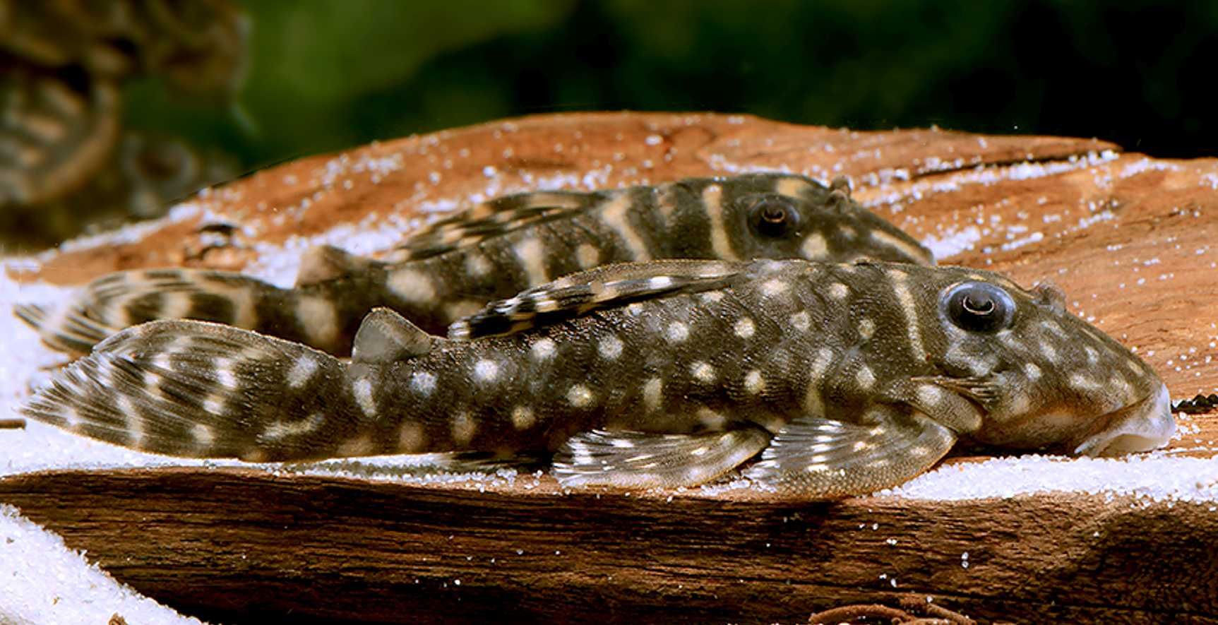 Glonojad L129 - Hypancistrus debilittera - ODŁÓW - WF - dowóz, wysyłka