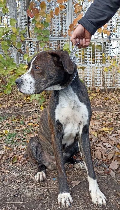 Зевс шукає родину , стаффорд /метис