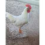 Galo raça leghorn