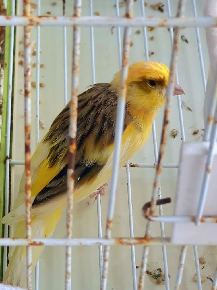 Canário amarelo fêmea