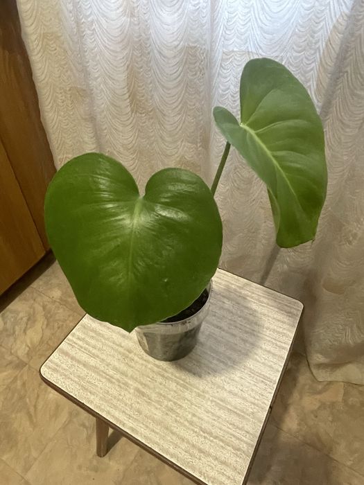 Монстера восхитительная (Monstera deliciosa).