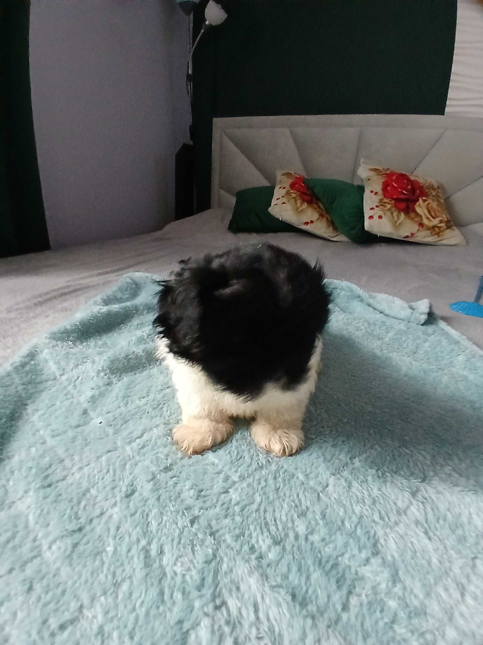 Szczeniaczki shihtzu