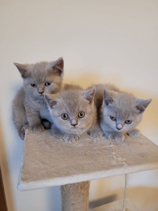 Kotek brytyjski liliowy