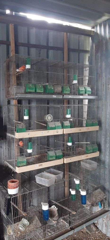 Viveiros para aves