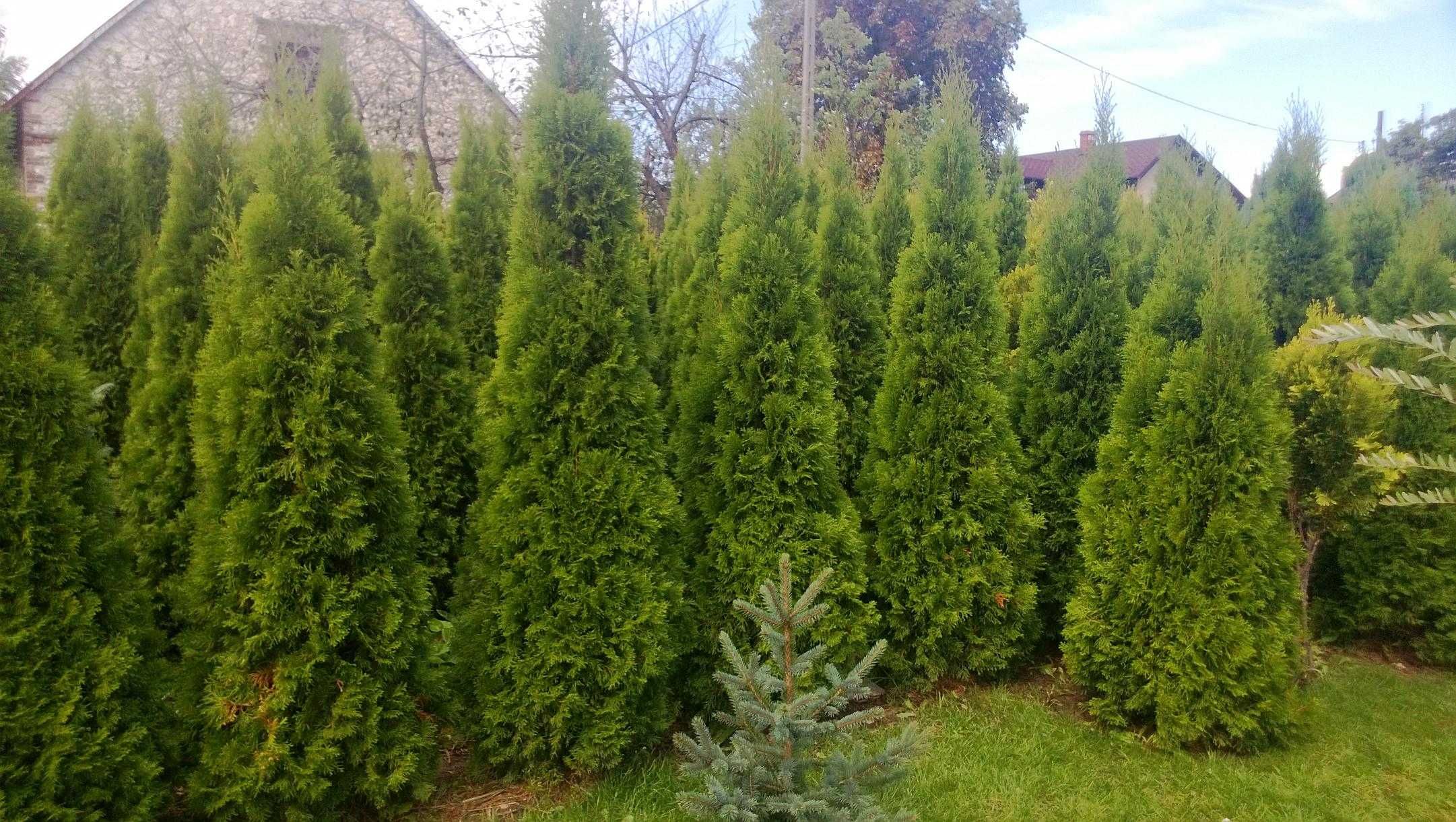 Tuje SZMARAGD tuja zielona stożkowa wysoka 250 cm, szer.80 cm-120 zł