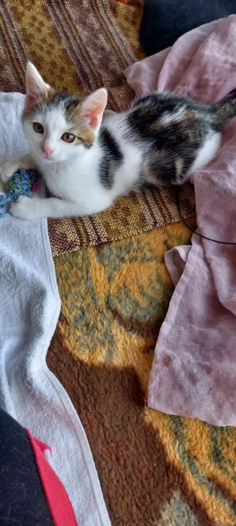 Kotka do adopcji