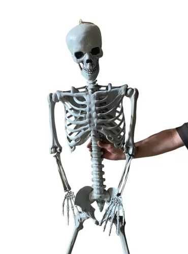 Великий анатомічний скелет людини. Череп. Кістки. Фігурка