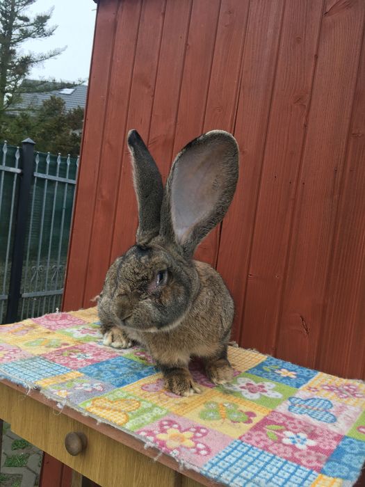 Olbrzym Belgijski BOS