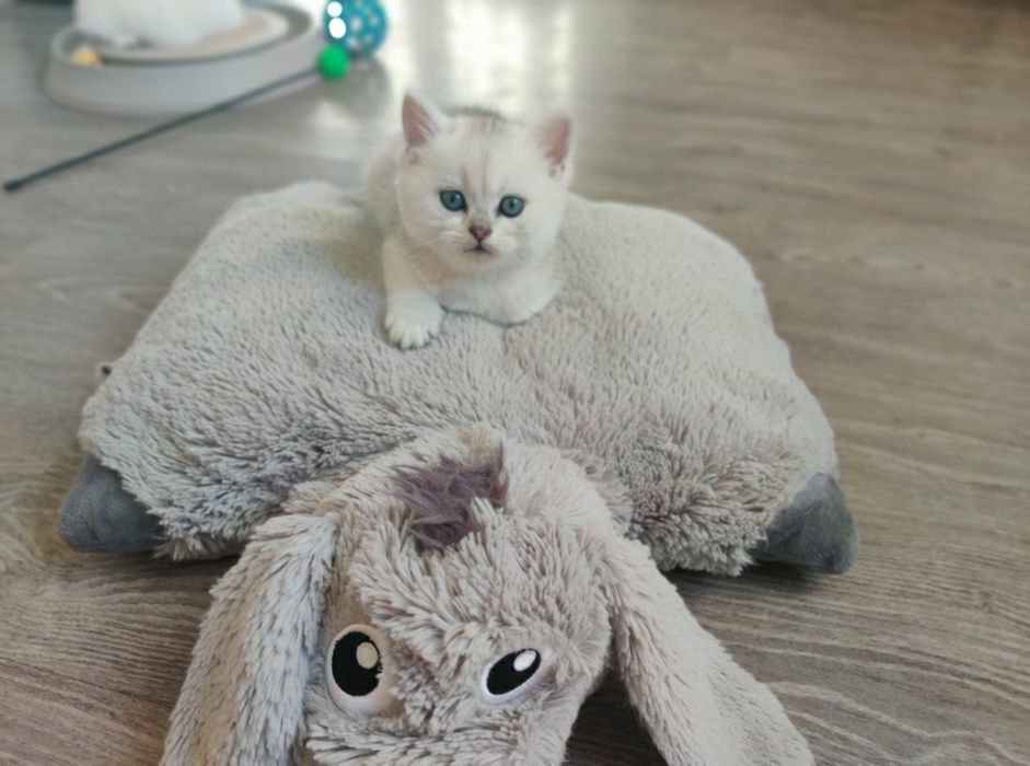 Серебристая шиншилла, котята.