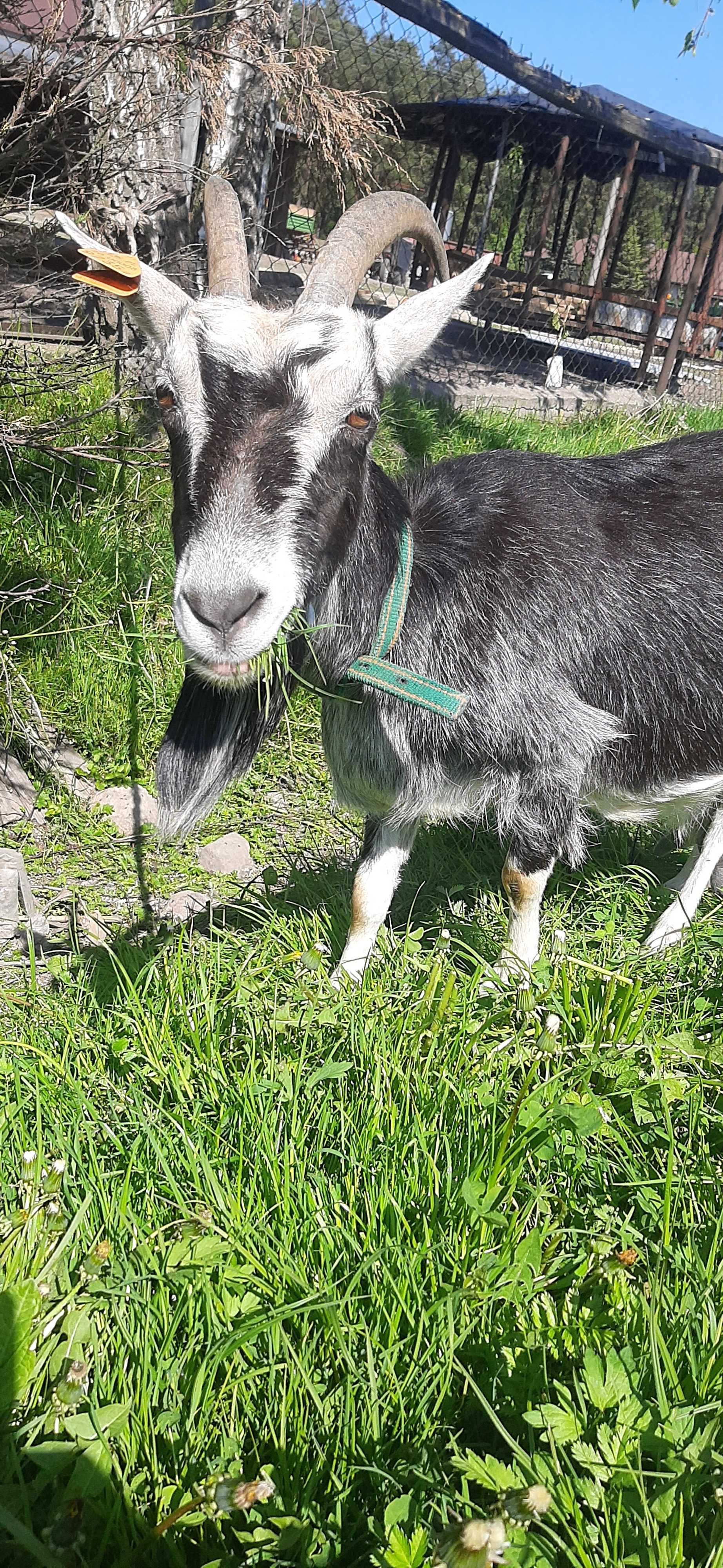 Mleko kozie sprzedam