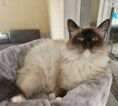 Dorosła kotka ragdoll