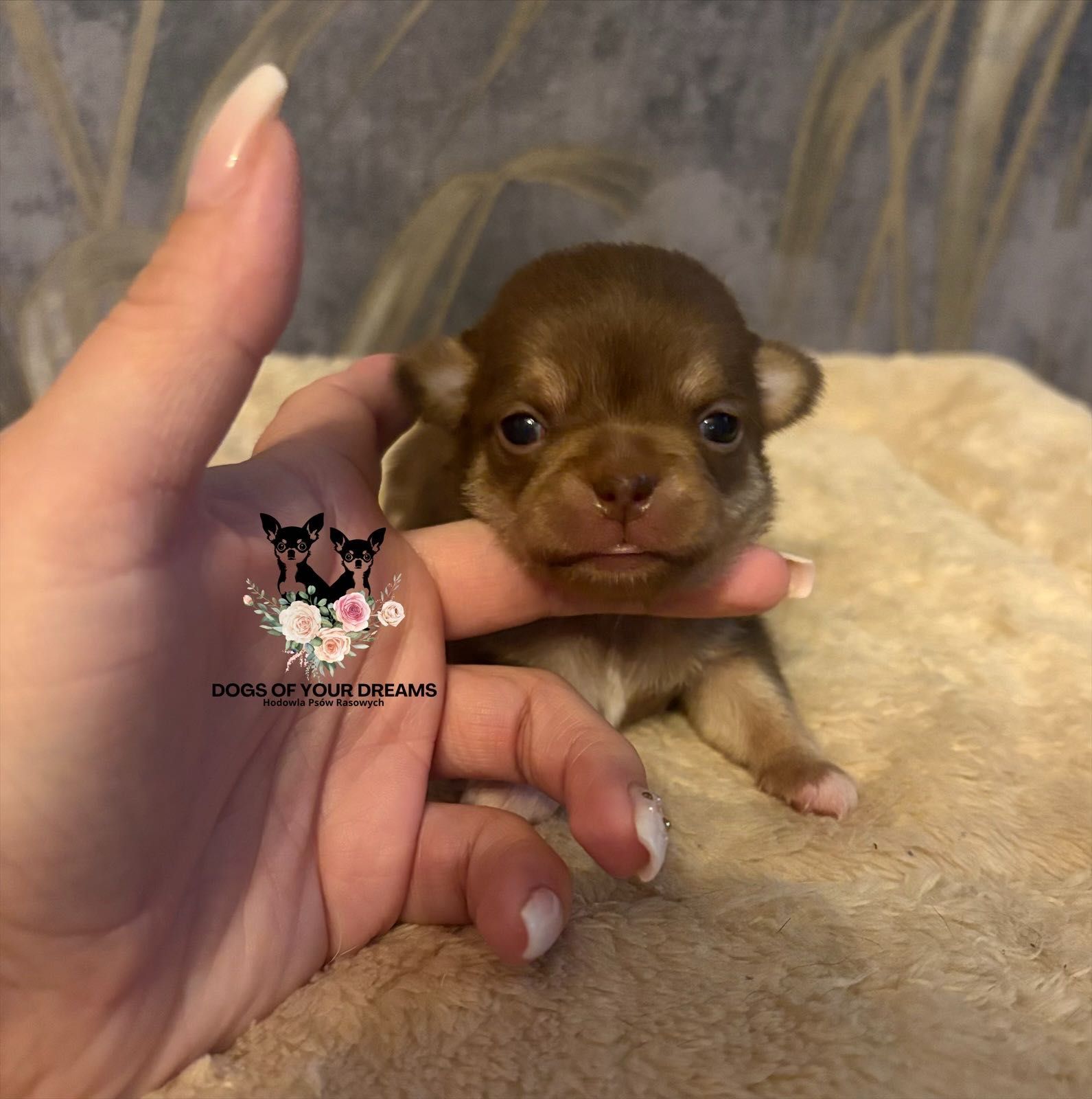 Śliczny Chihuahua czekoladowy z białymi skarpetkami.