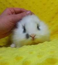 Карликовый,карликовые мини кролик,карликовий міні,крольчата,кролики