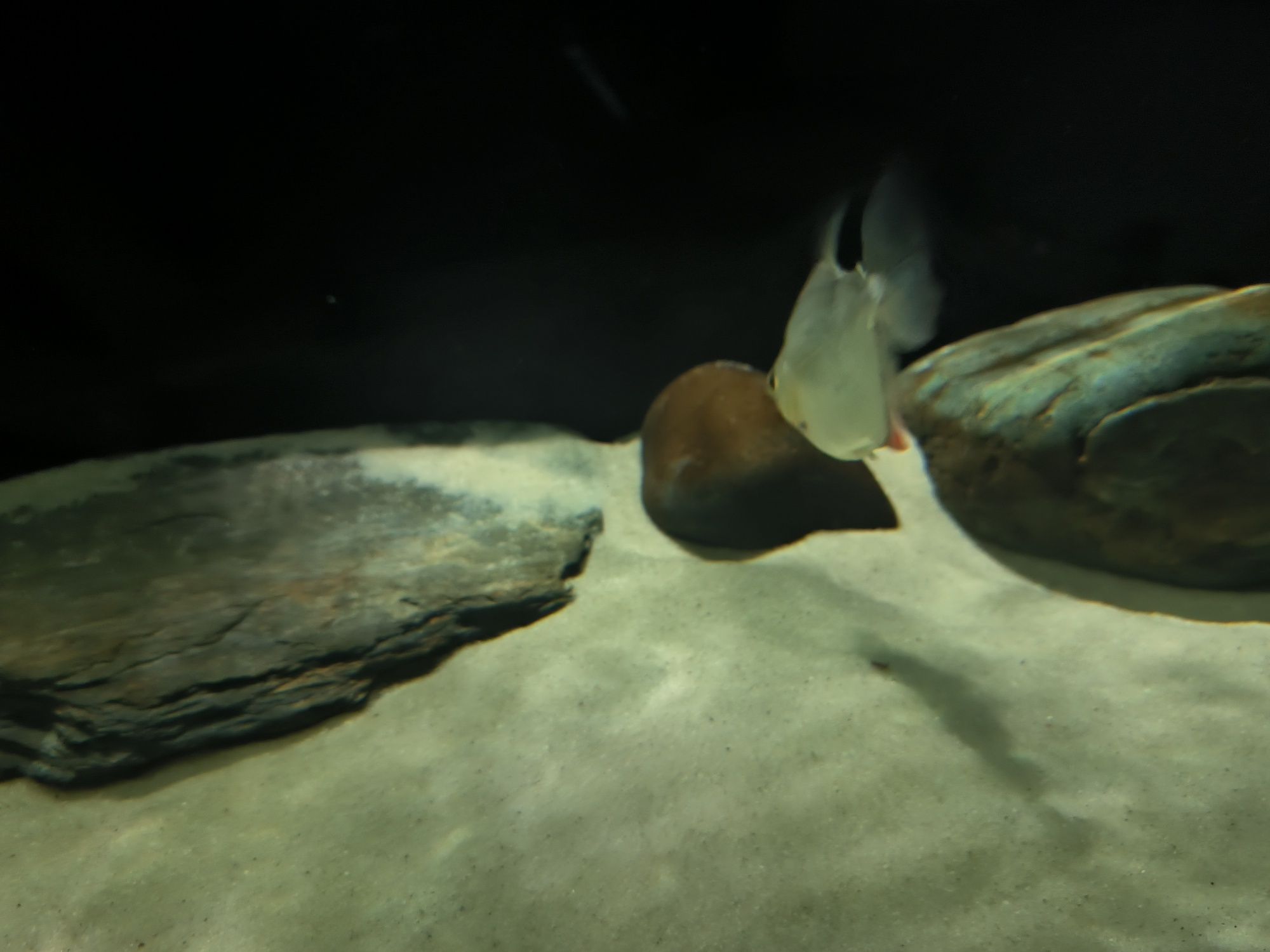 7 Peixes Silver Dollar