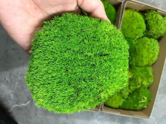 Лісовий живий мох