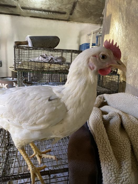 Курочки Ломан-Сенді 5,5 місяця