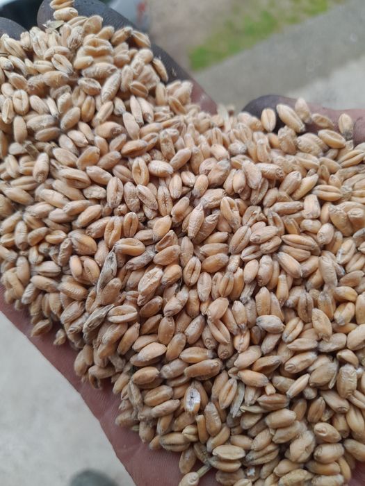 Sprzedam pszenicę zimowa