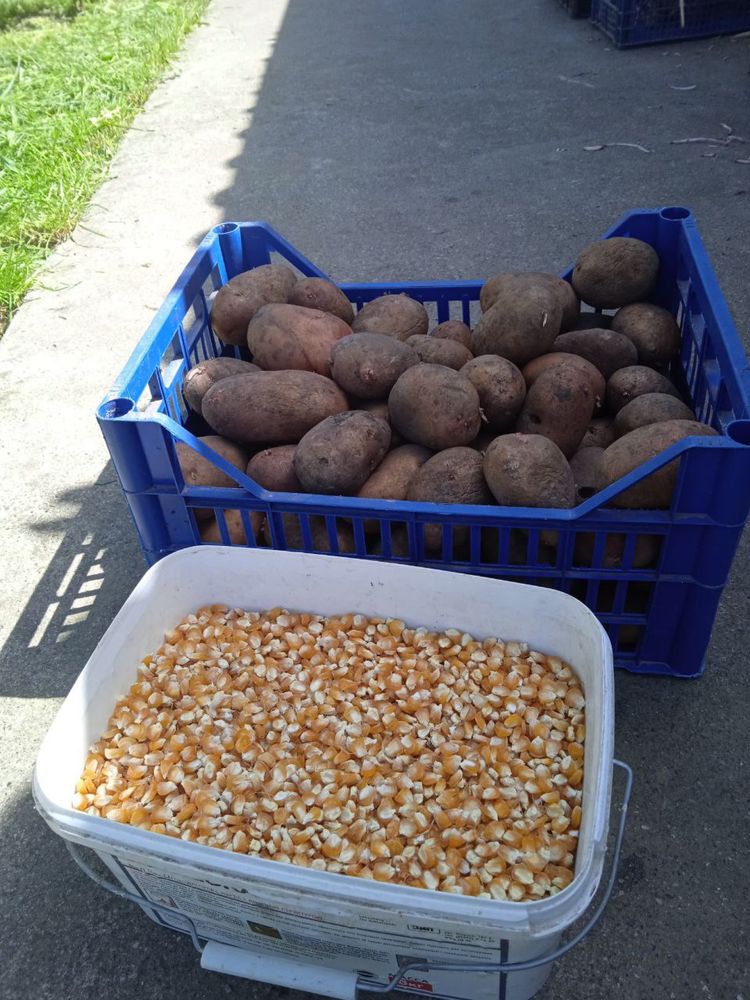 Продам картоплю і кукурудзу