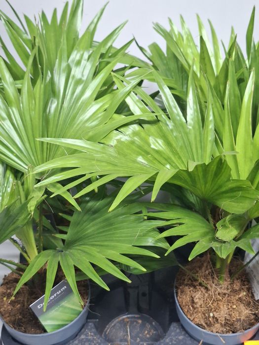 Пальма Лівістона