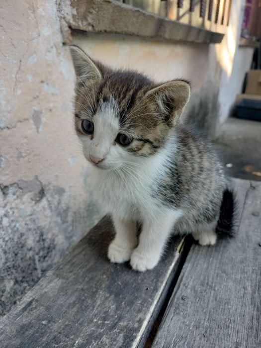 Oddam 5 kotki w dobre ręce