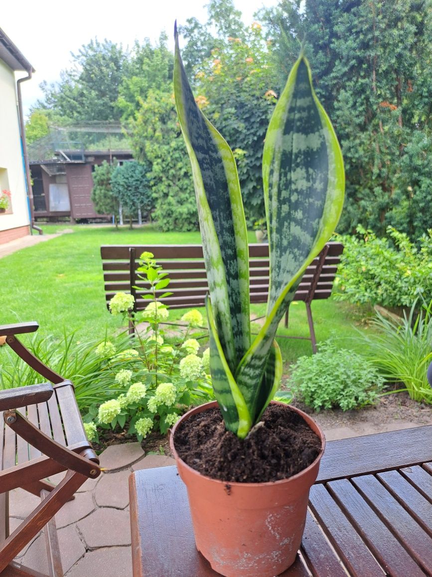 Sansewieria dwukolorowa