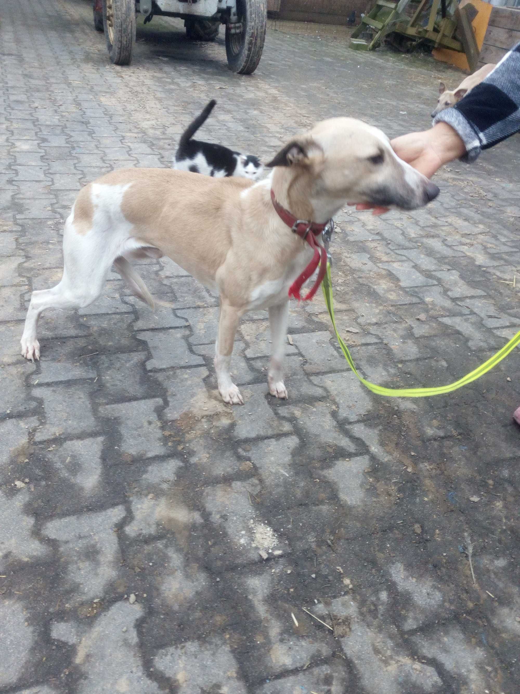 Chart Angielsk Whippet  piesek