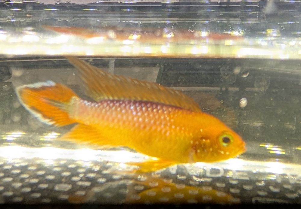 Apistogramma agassizii fire red