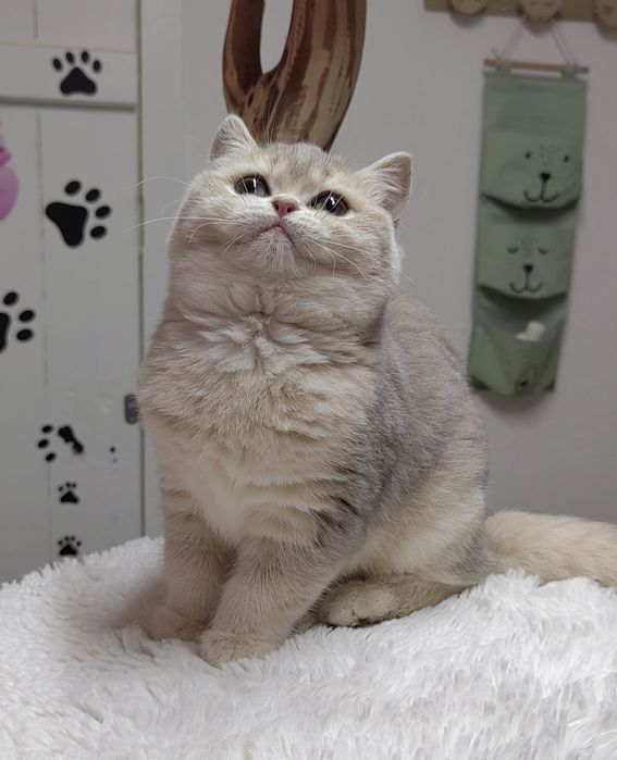 Menina British shorthair blue golden