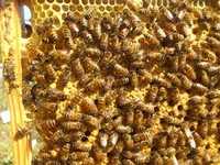 Бджоли. Пчелопакет. Сім'я бджіл. Пчела. Отводок пчел