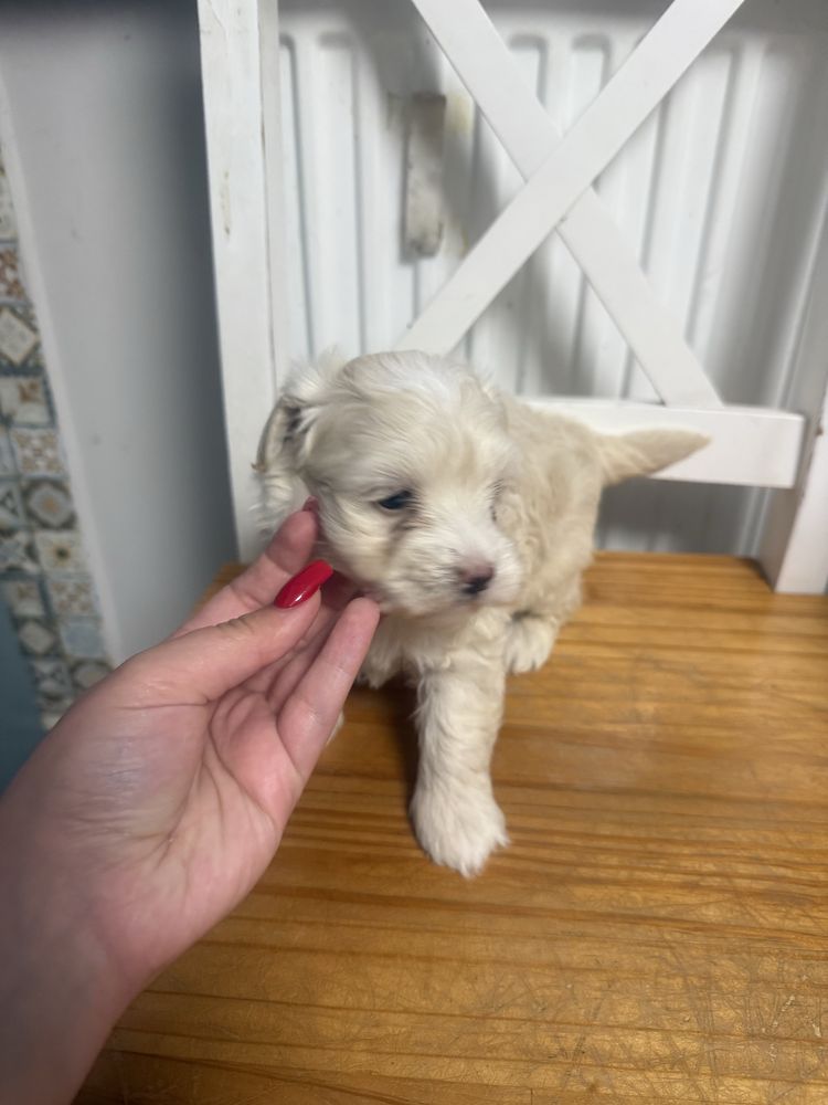 Maltipoo sunia juz do odbioru tata pudel toy badania