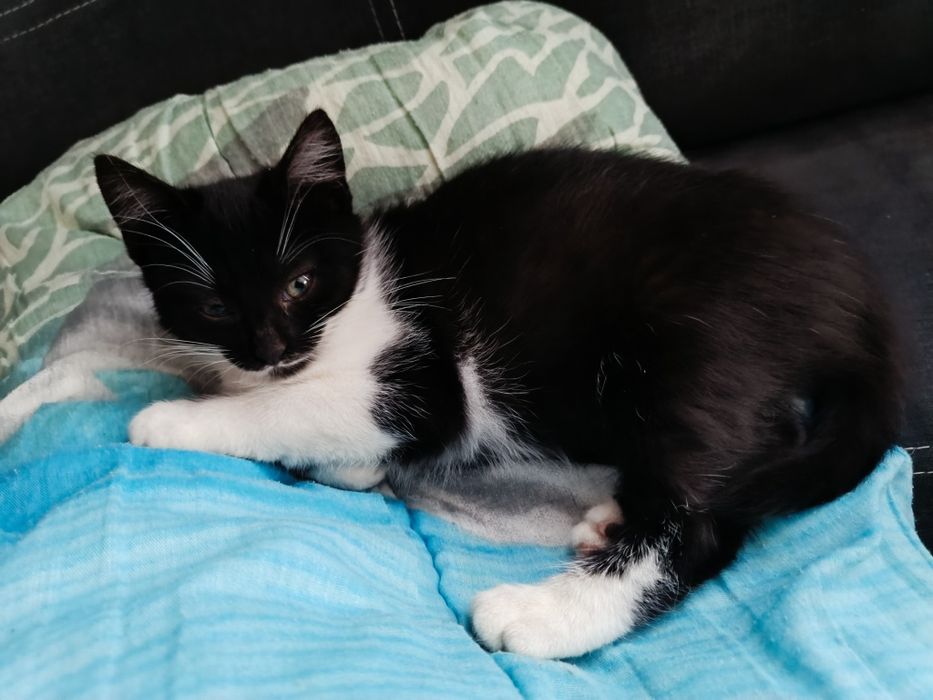 Oddam kotkę za darmo