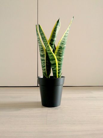 Planta interior // sansevieria trifasciata