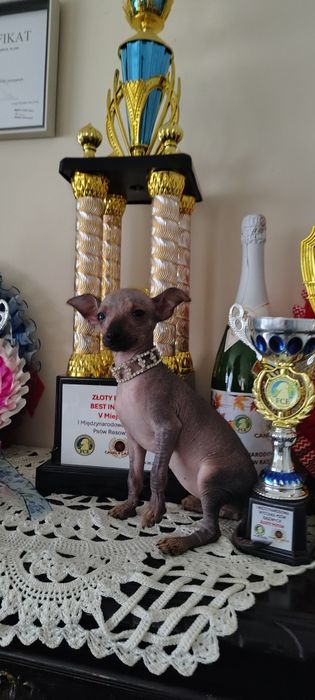 Nagi Pies Meksykański wyjątkowa suczka po Champion