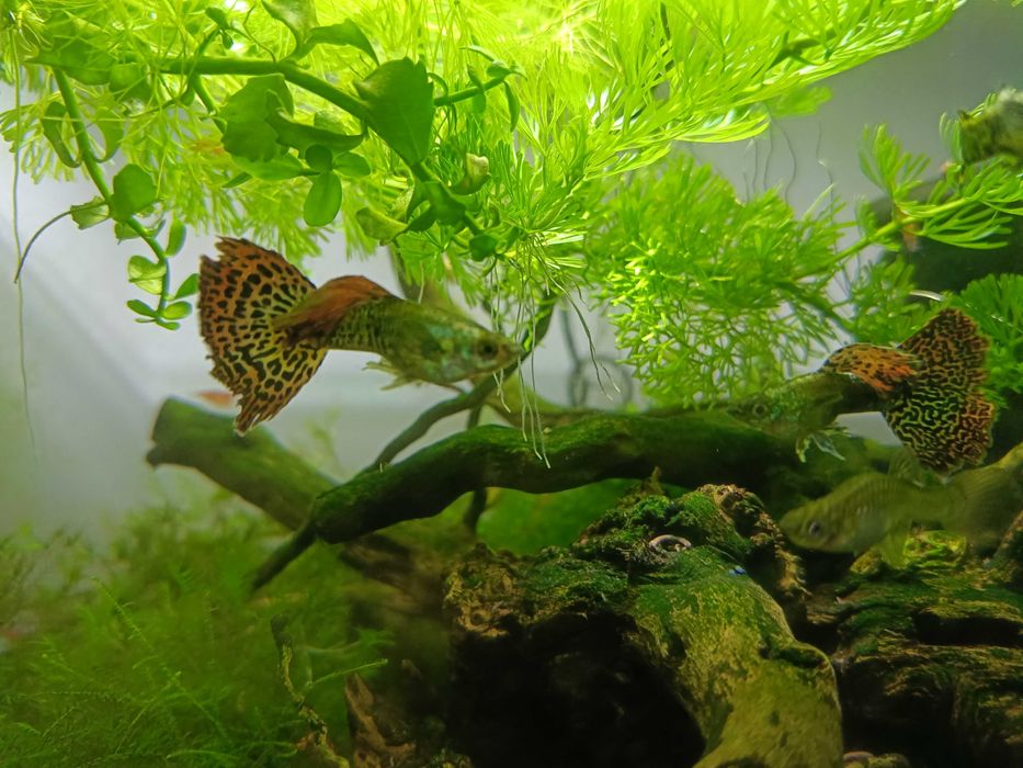 Gupiki Cobra Multikolor