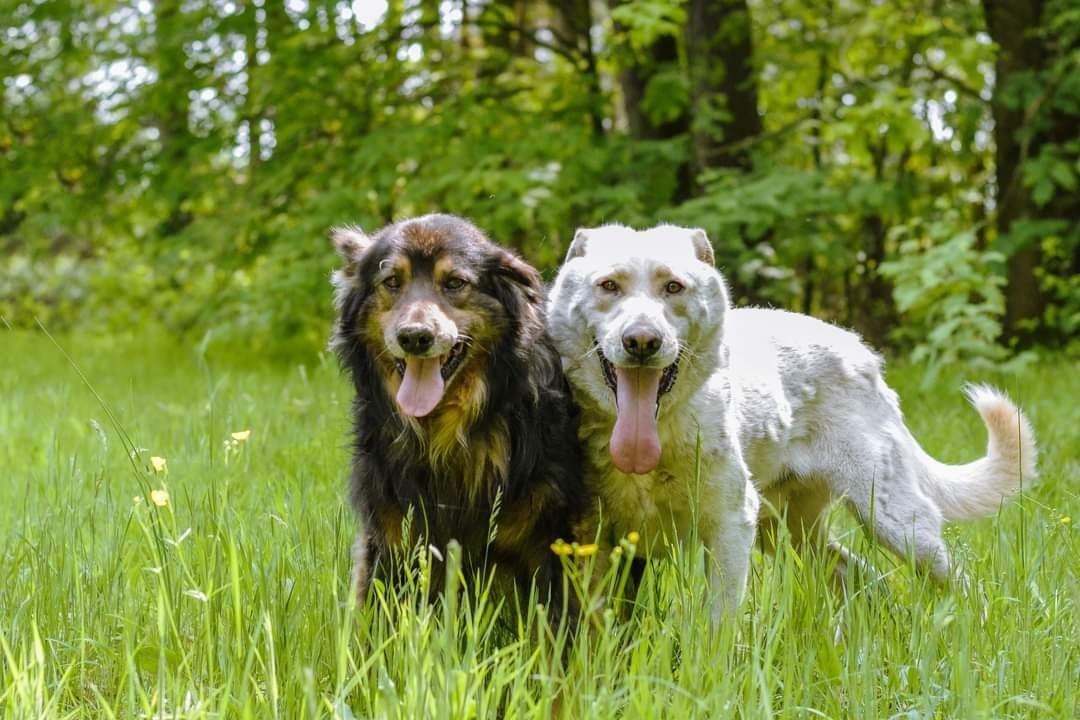 Piękny biały Seneka do adopcji!