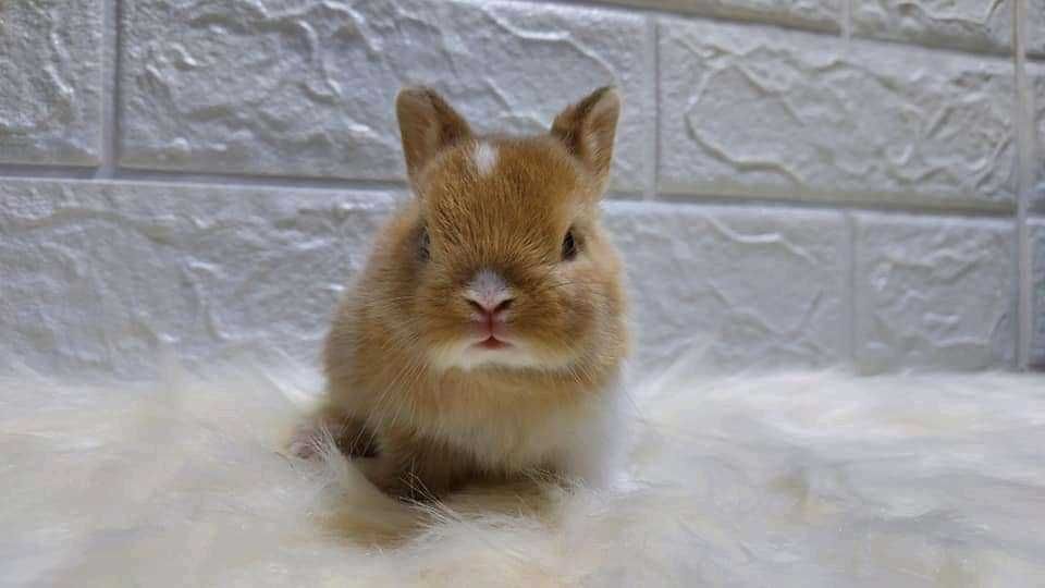 KIT Coelhos anões teddy, mini hôlandes, mini toy, KIT Completo