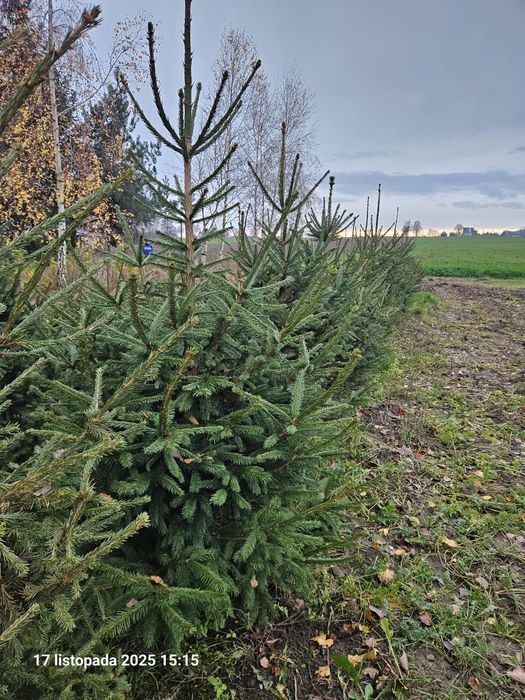 Choinki - Świerki Pospolite