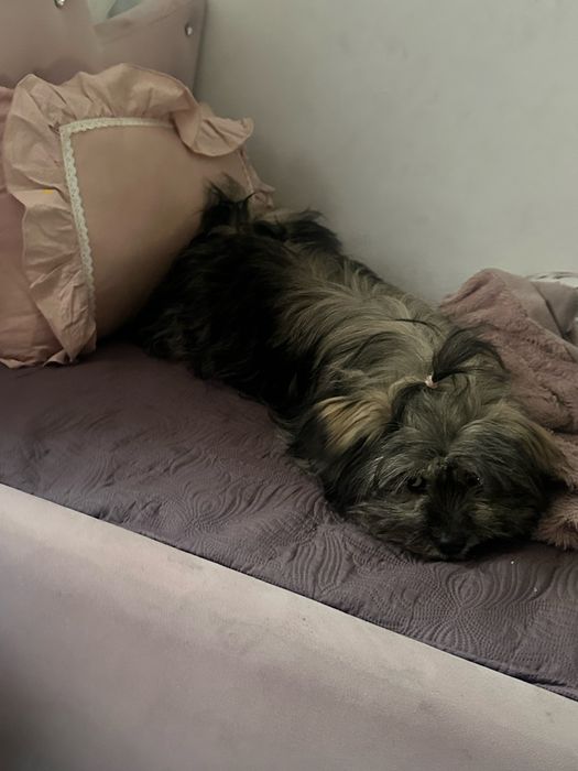 Pieski mieszańce Shih Tzu