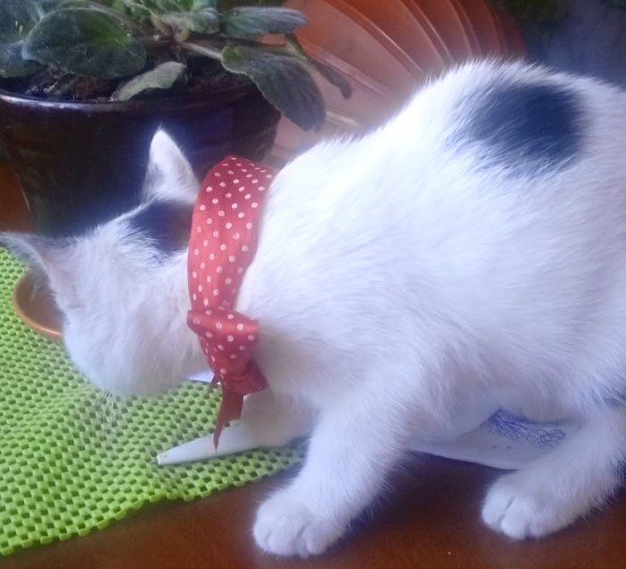 Белые плюшевые котята 2мес кошеня котенок белый белая кішечка