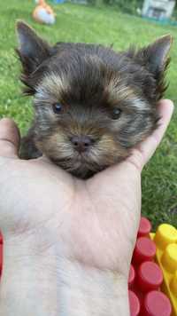 Chocolate Yorkshire Terrier