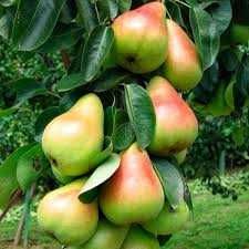 Саджанці колоновидних дерев.Черешня, Груша, Яблоня, Персик, Слива..