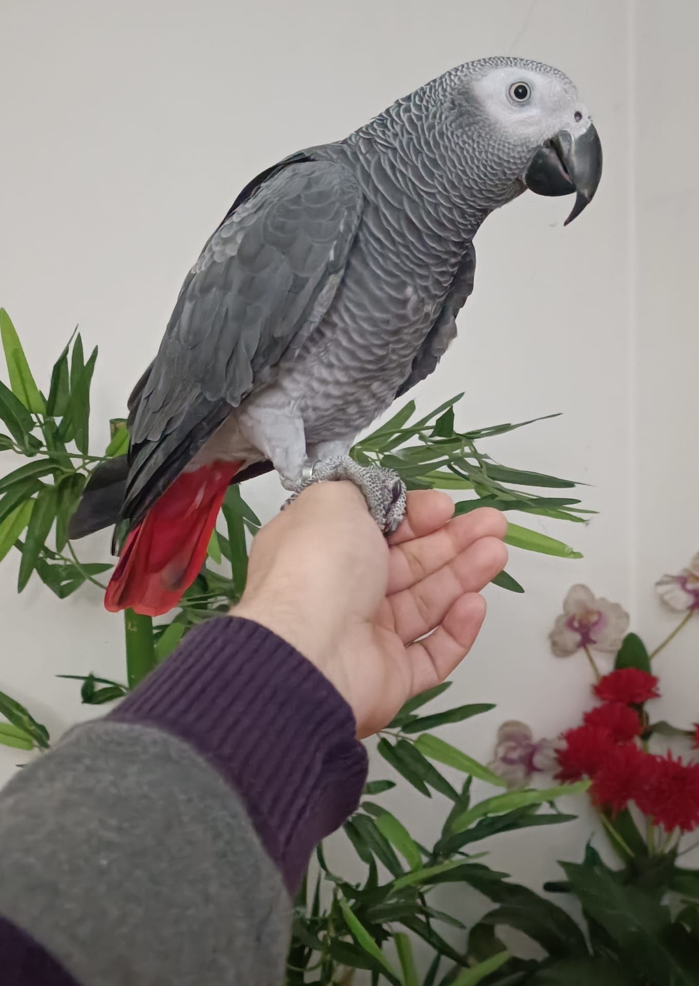 Papagaio cinzento