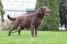 Labrador Retriever - suka czekolada