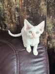 Koteczka Devon Rex